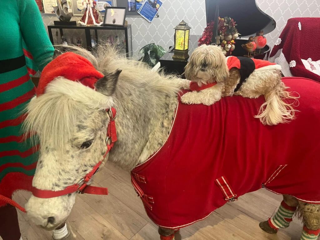 dog sat on a horse